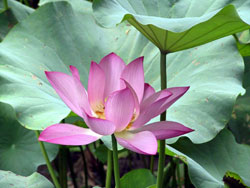 lotusflower.jpg